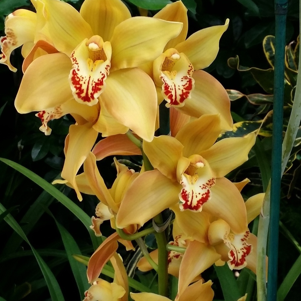 Meet your Posher, A. Coleman